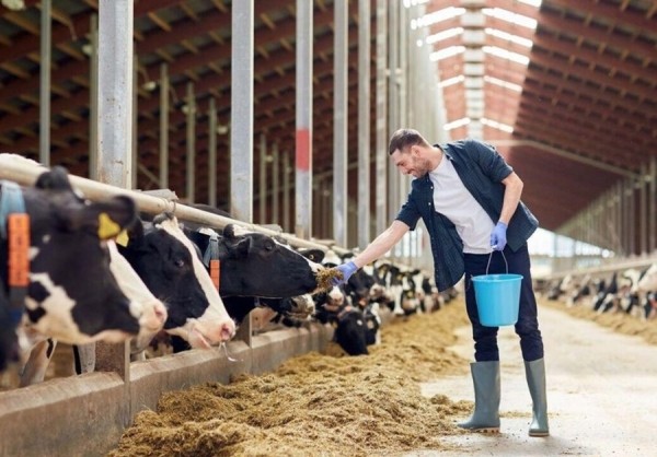 Сколько белорусов работает в сельском хозяйстве и какие у них зарплаты Сколько белорусов работает в сельском хозяйстве и какие у них зарплаты