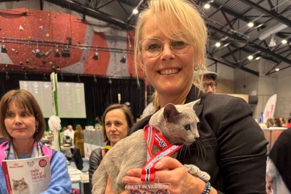 Назван самый красивый кот мира — показываем, как он выглядит Назван самый красивый кот мира — показываем, как он выглядит